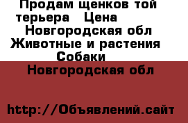 Продам щенков той- терьера › Цена ­ 9 000 - Новгородская обл. Животные и растения » Собаки   . Новгородская обл.